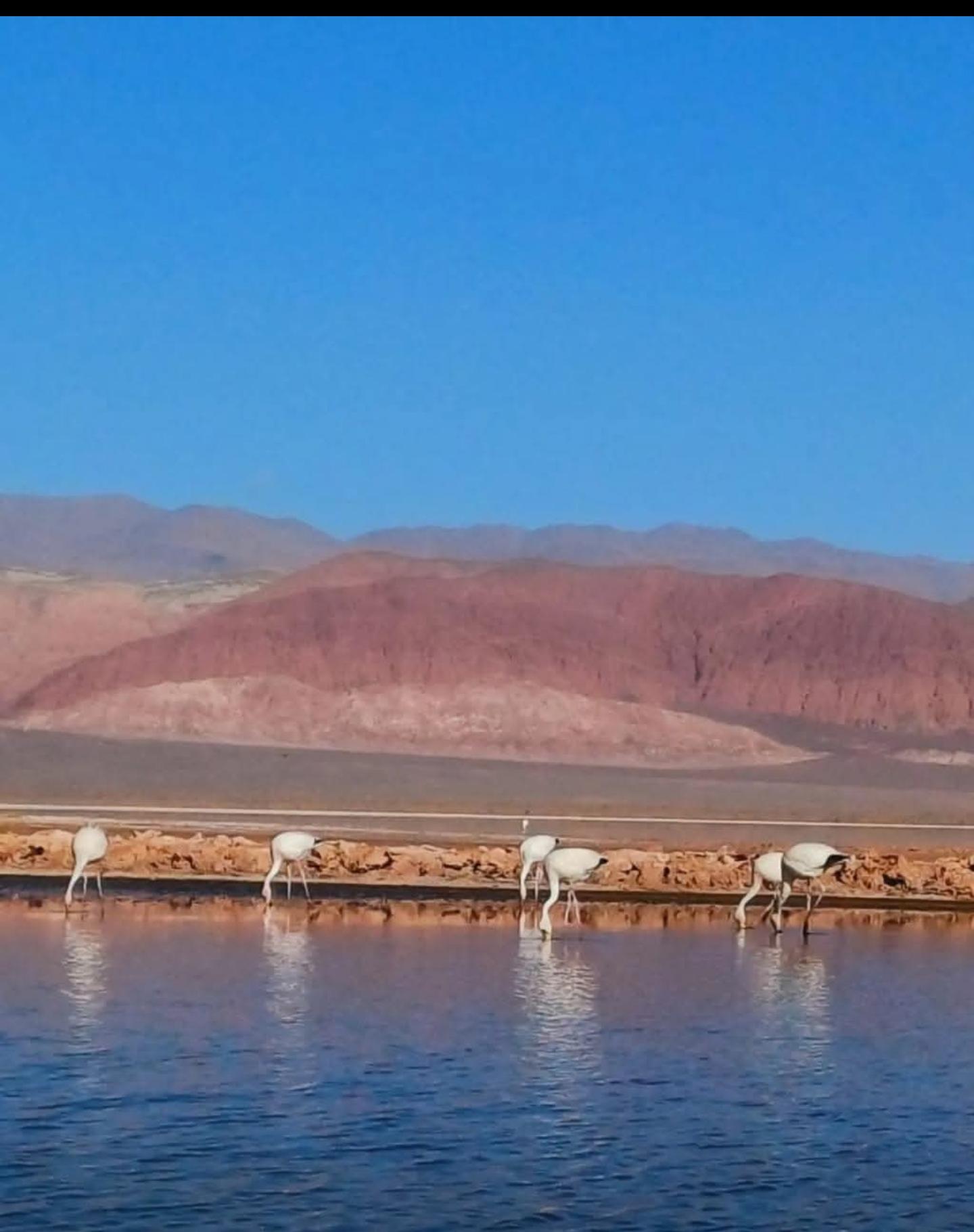 Volcán Galán - Lagunas con flamencos